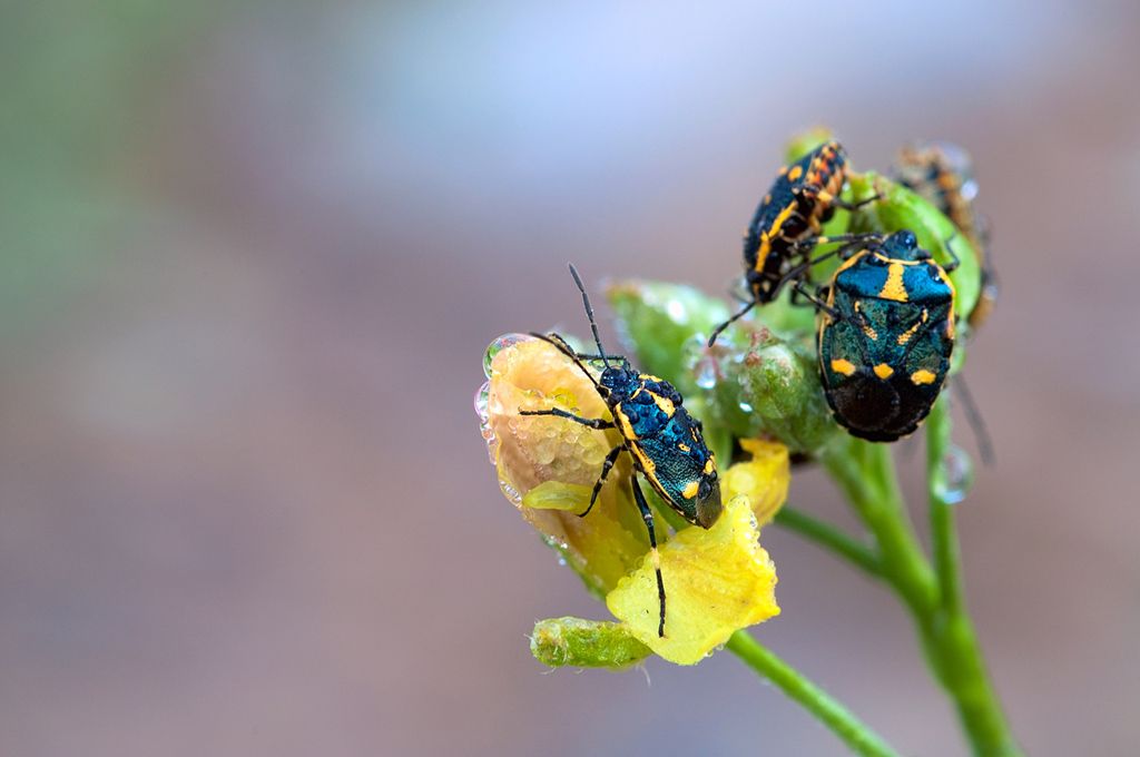 Pentatomidae: Eurydema oleracea